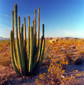 Organ Pipe Cactus