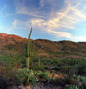 Saguaro Sunset