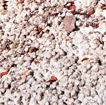 Close-up of Volcanic Hailstones