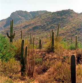 Saguaro Park West