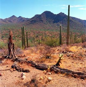 Saguaro and Teddy Bear Cholla