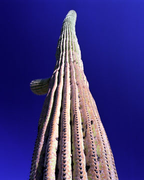Saguaro Texture