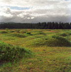 Mima Mounds