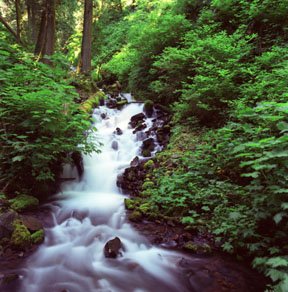 Above Wahkeena Falls