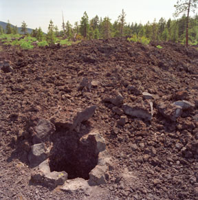 Lava Cast Forest