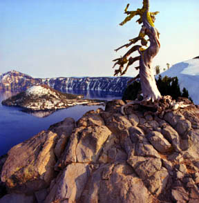 Whitebark Pine and Wizard Island