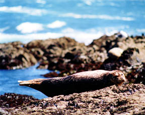 Harbor Seal, Shelter Cove