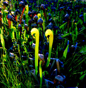 Darlingtonia Bog