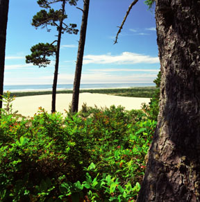 Oregon Dunes