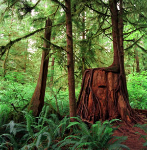 Regrowth, Quinault Rainforest