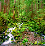 Hoh Rainforest